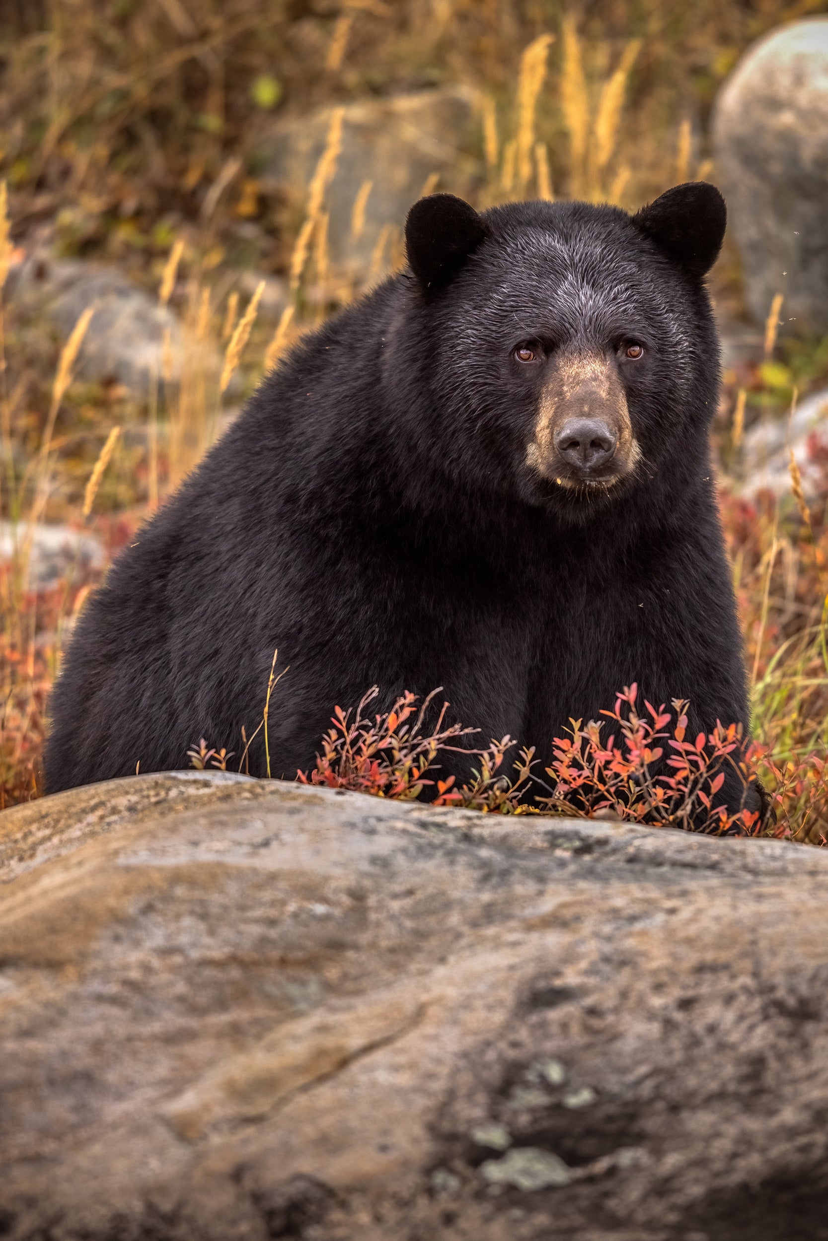 Black Bear 087