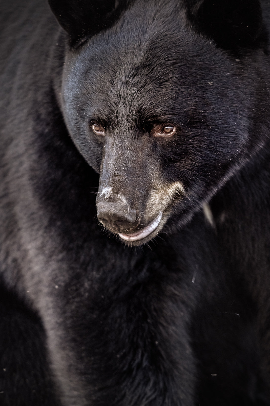 Black Bear 086