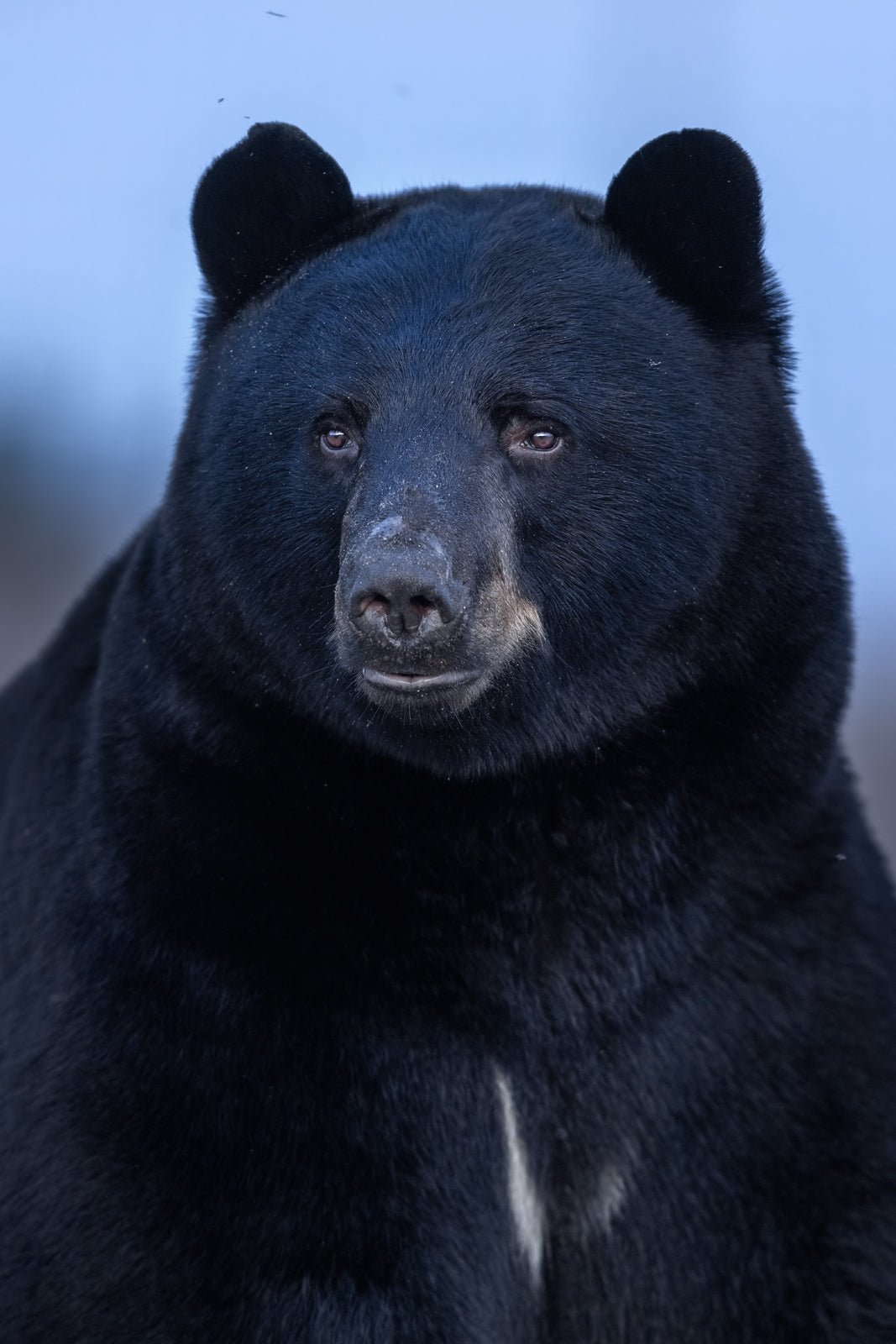 Black Bear 086