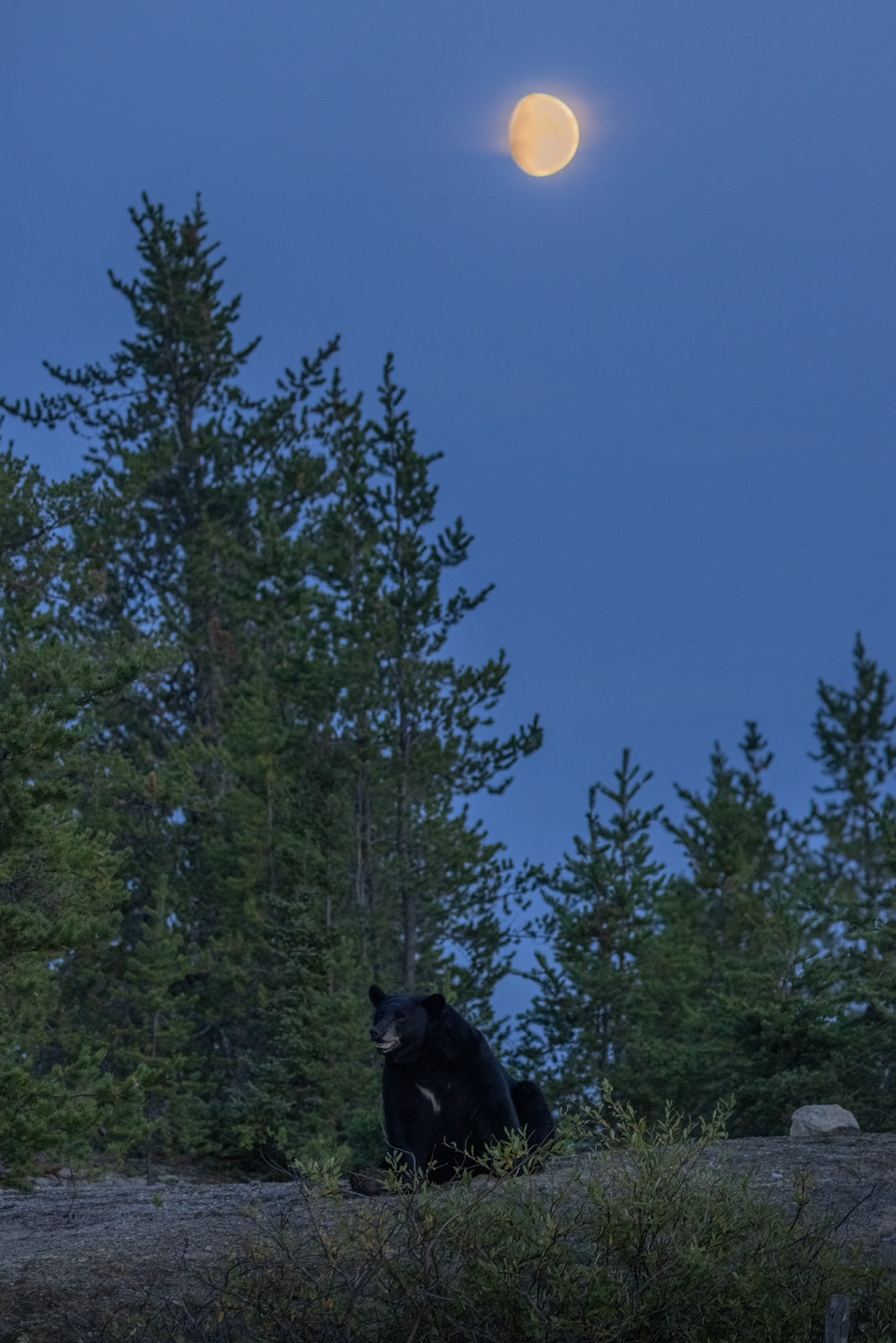 Black Bear 086