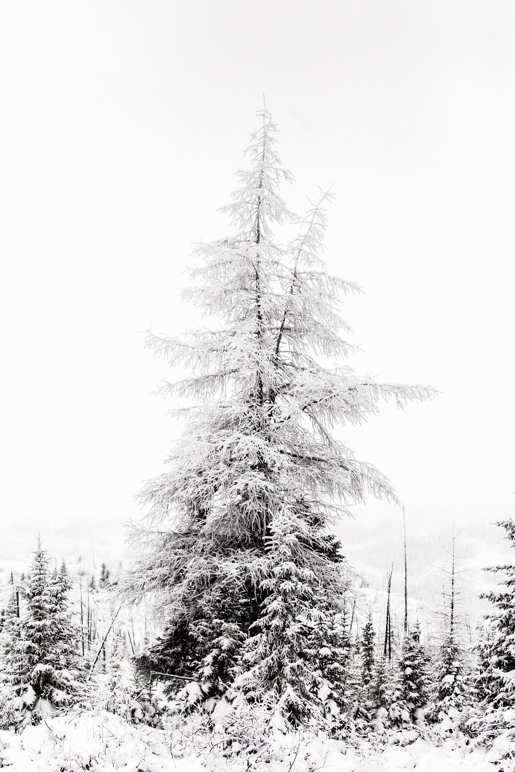 Quebec Landscape - Winter 035