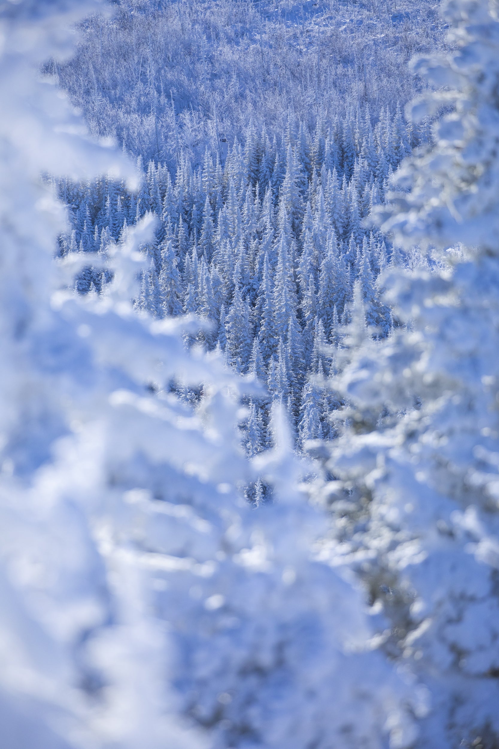 Quebec Landscape - Winter 044