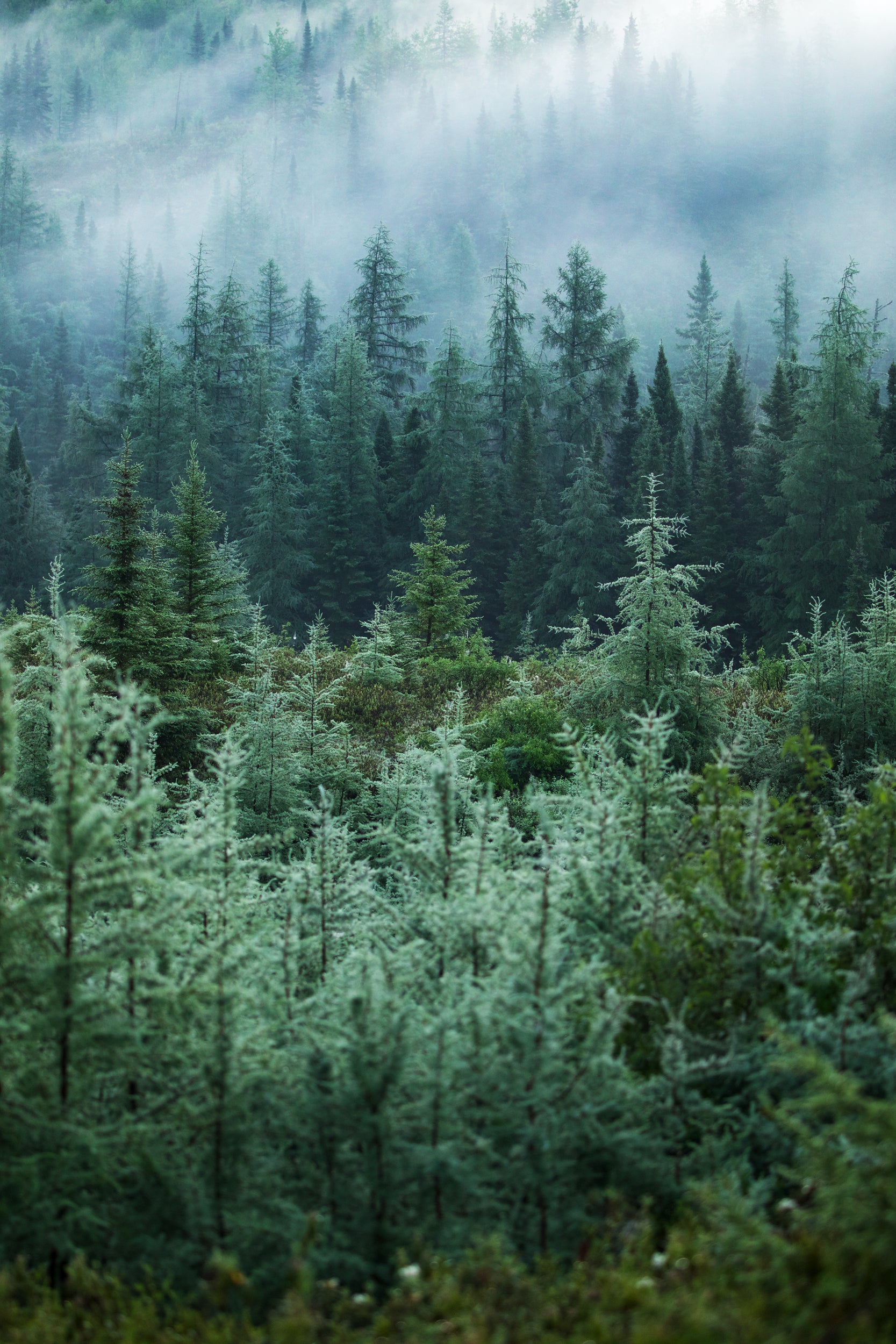 Quebec Landscape - Summer 029