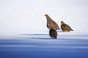 Grey Partridge 001
