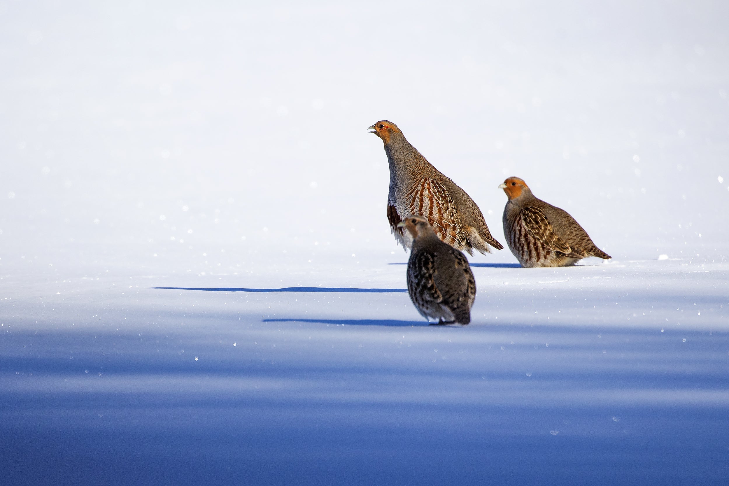 Grey Partridge 001