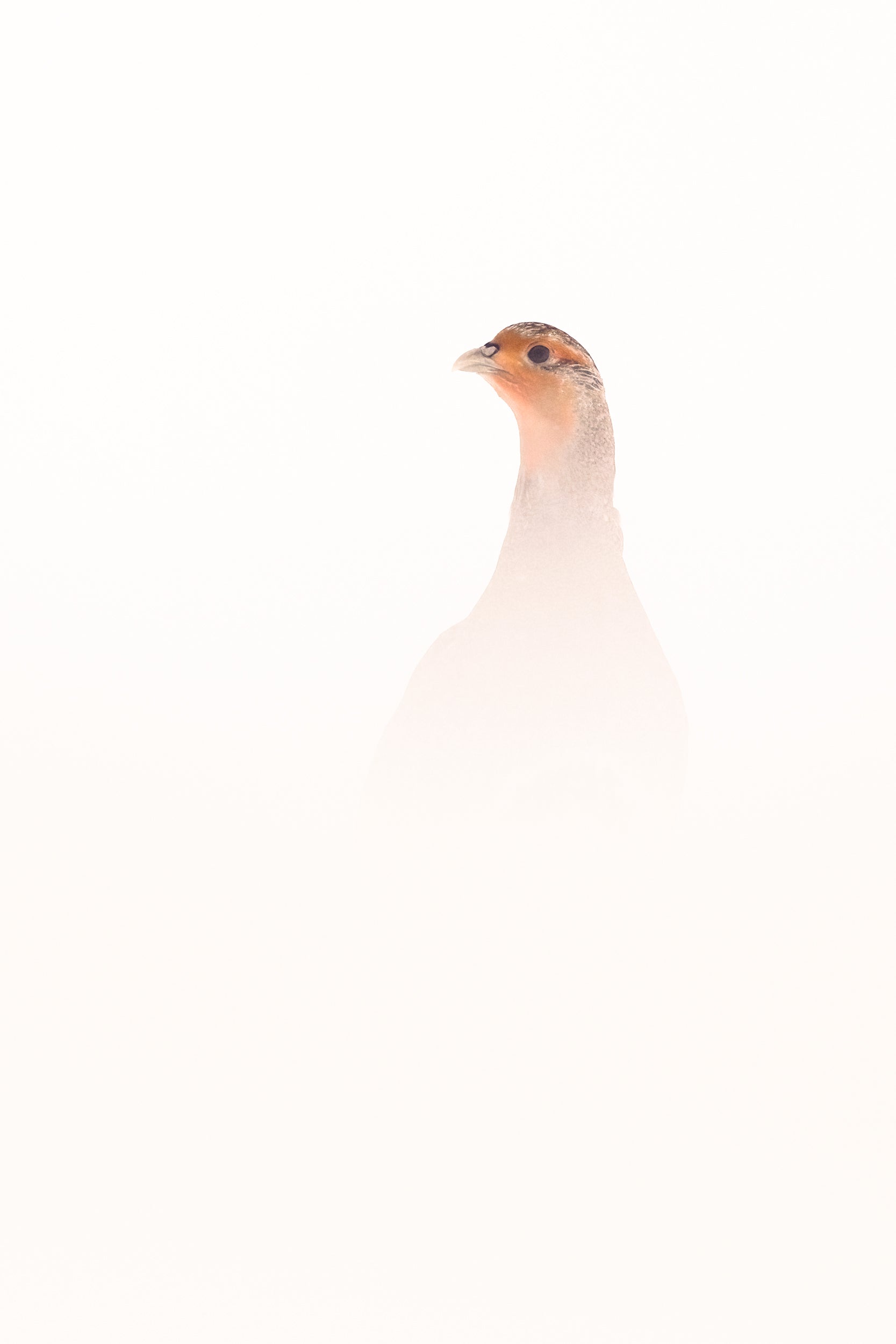 Grey Partridge 002