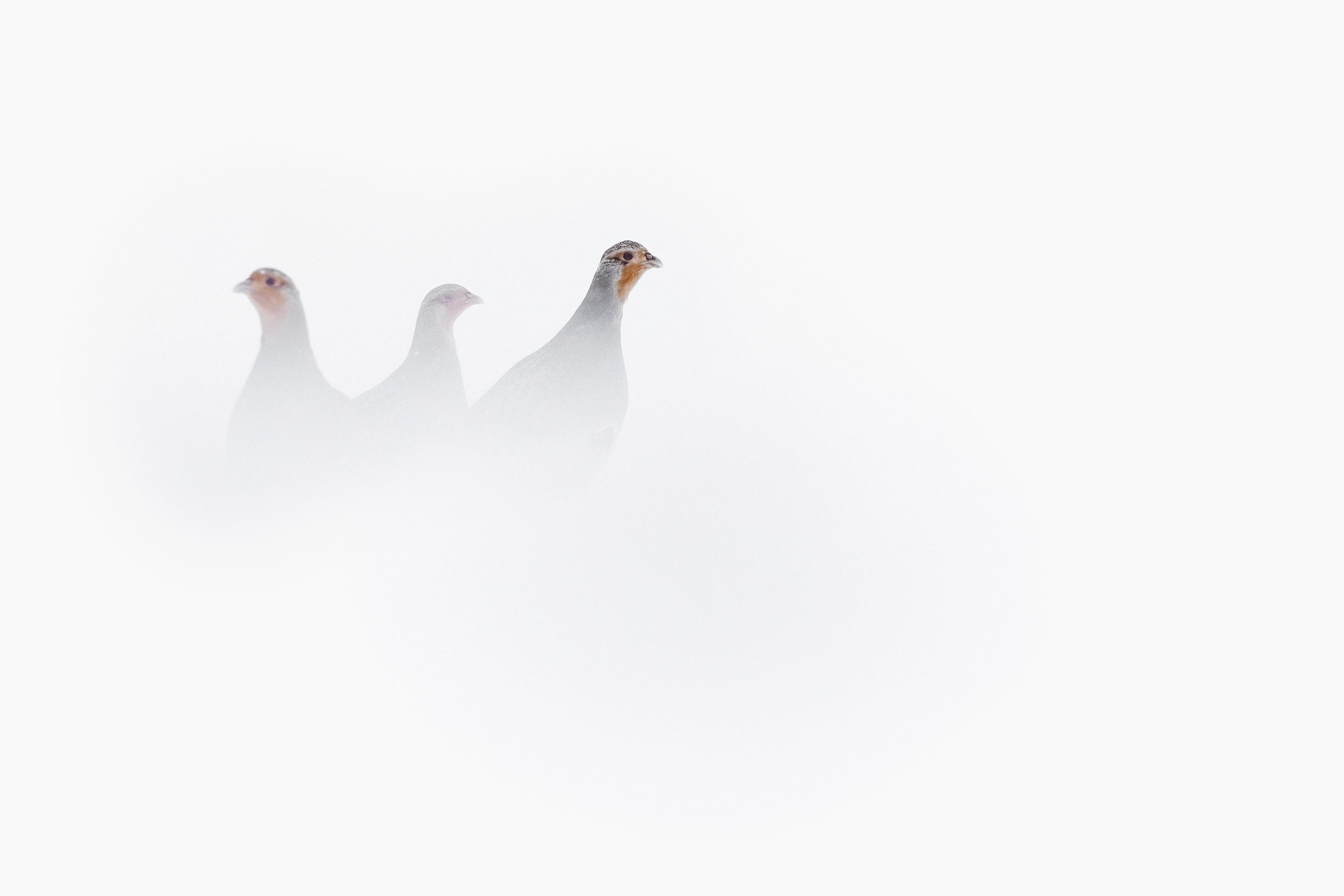 Grey Partridge 004