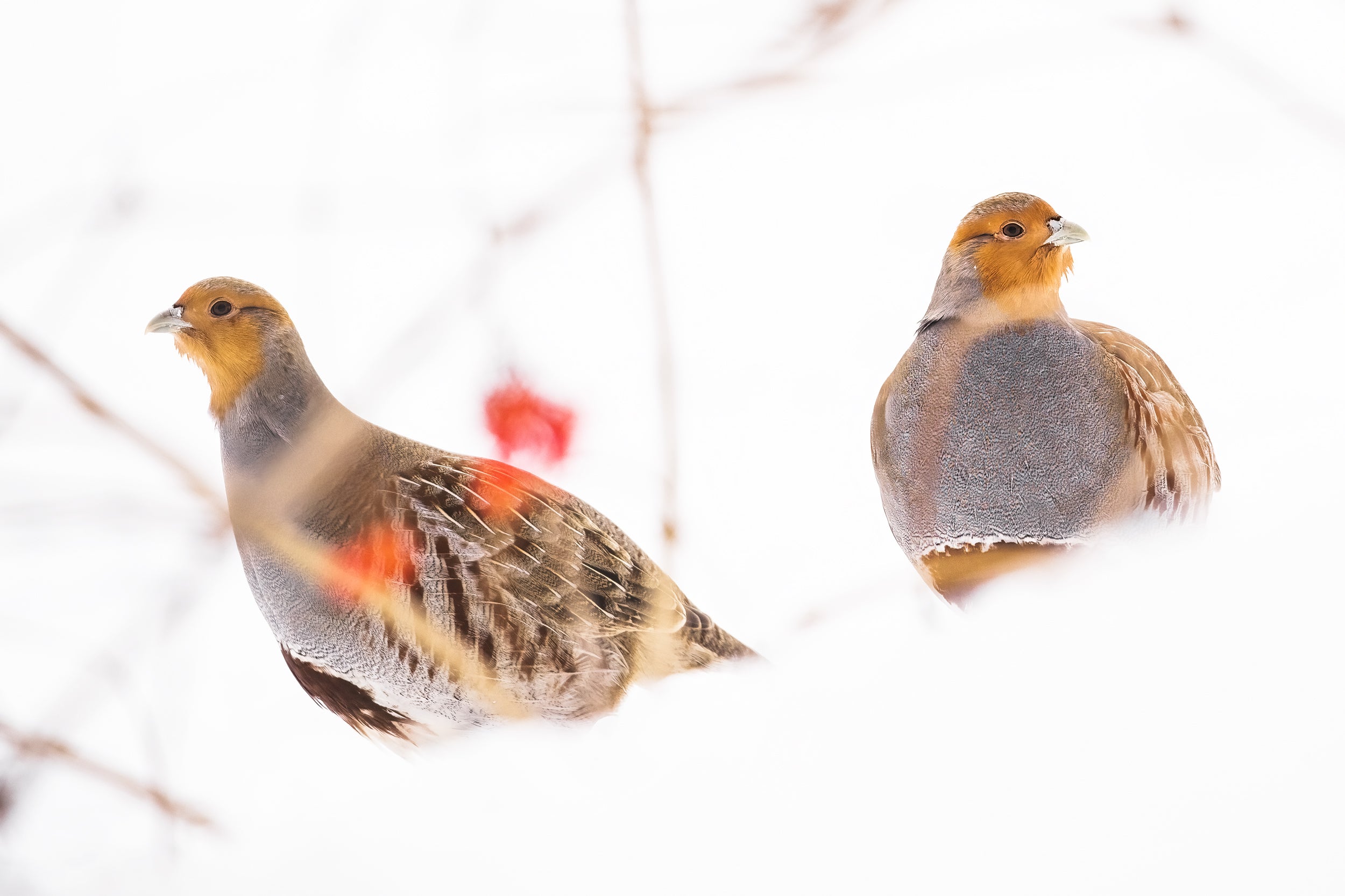 Grey Partridge 005