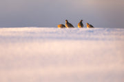 Grey Partridge 006