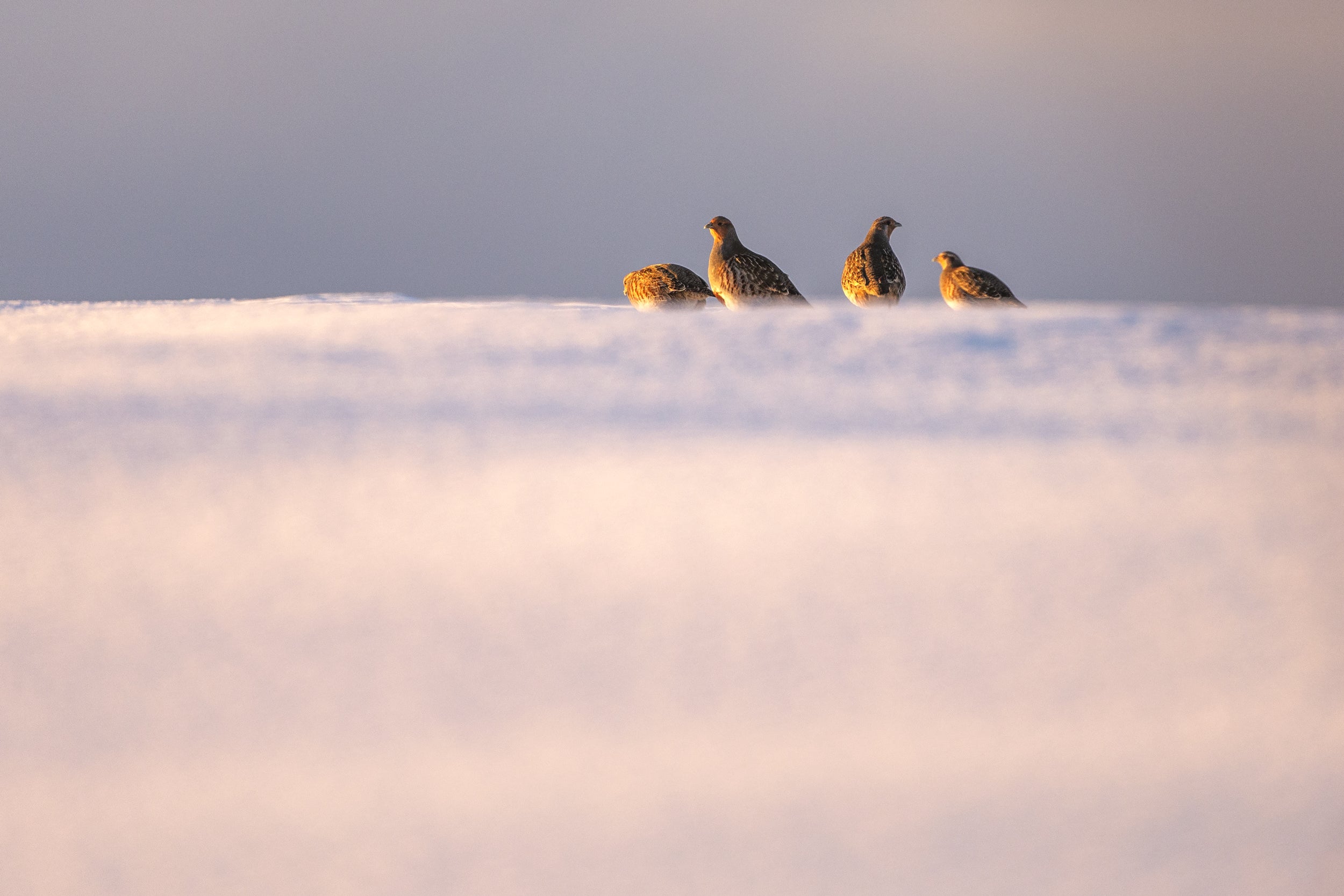 Grey Partridge 006