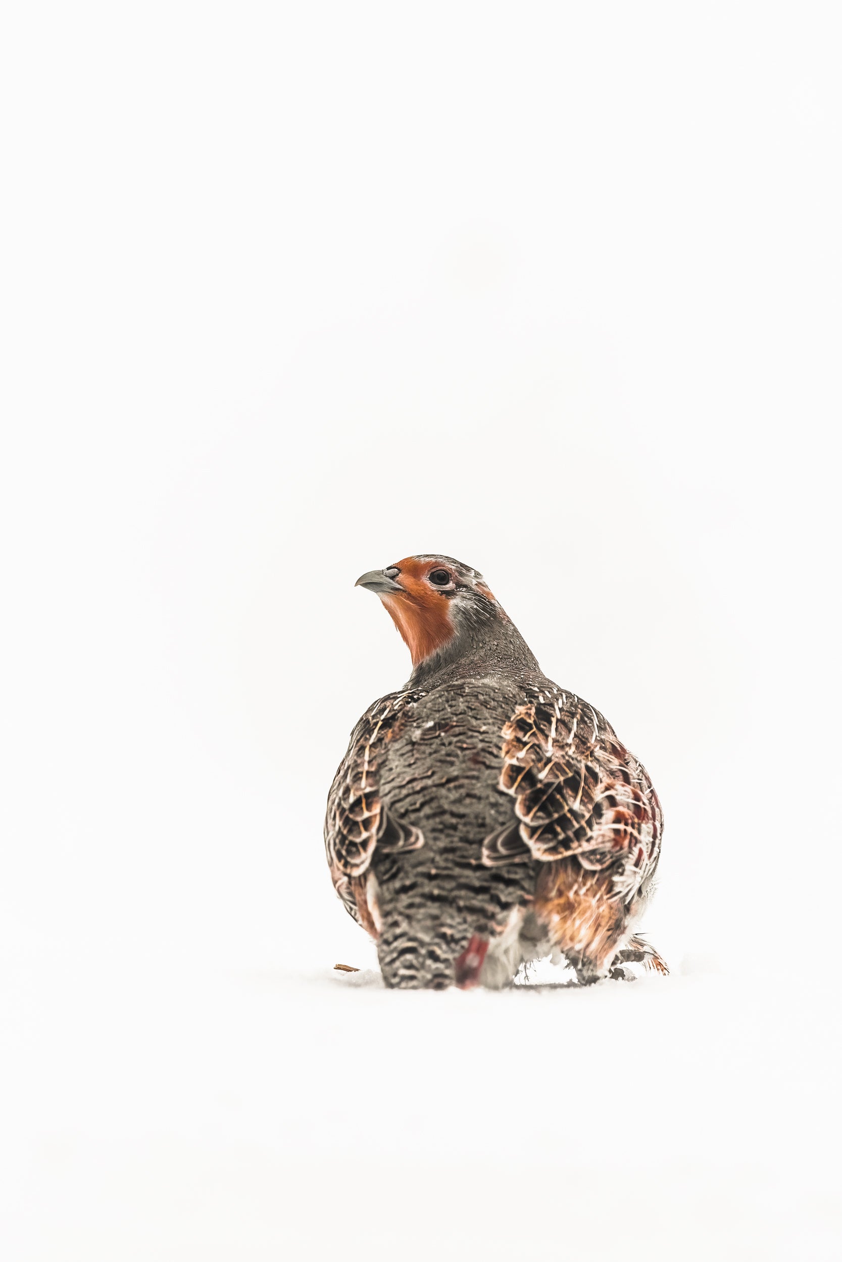 Grey Partridge 008