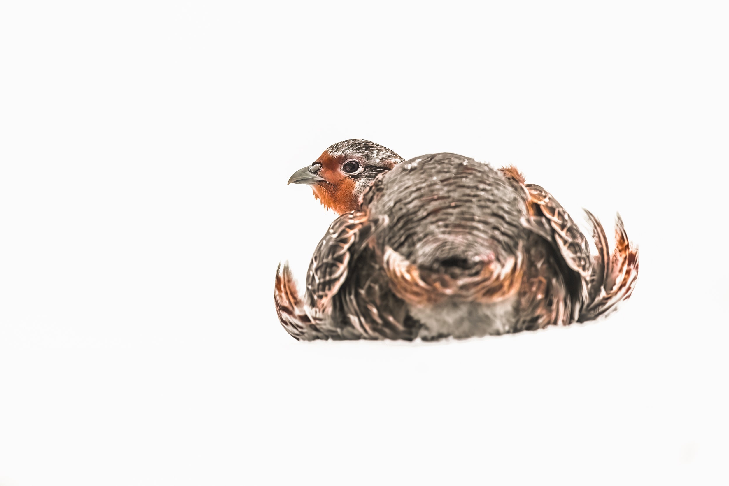 Grey Partridge 009
