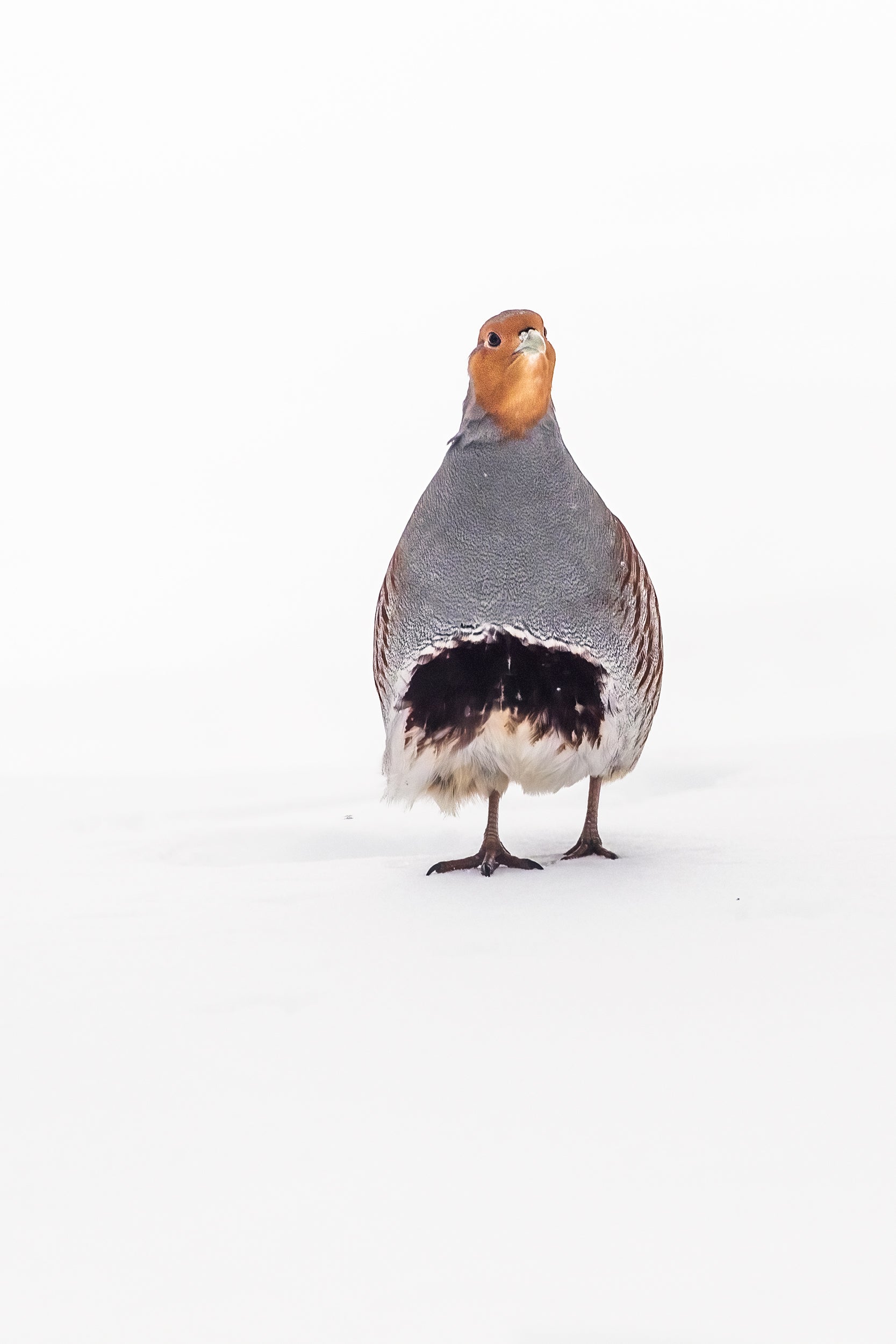Grey Partridge 010