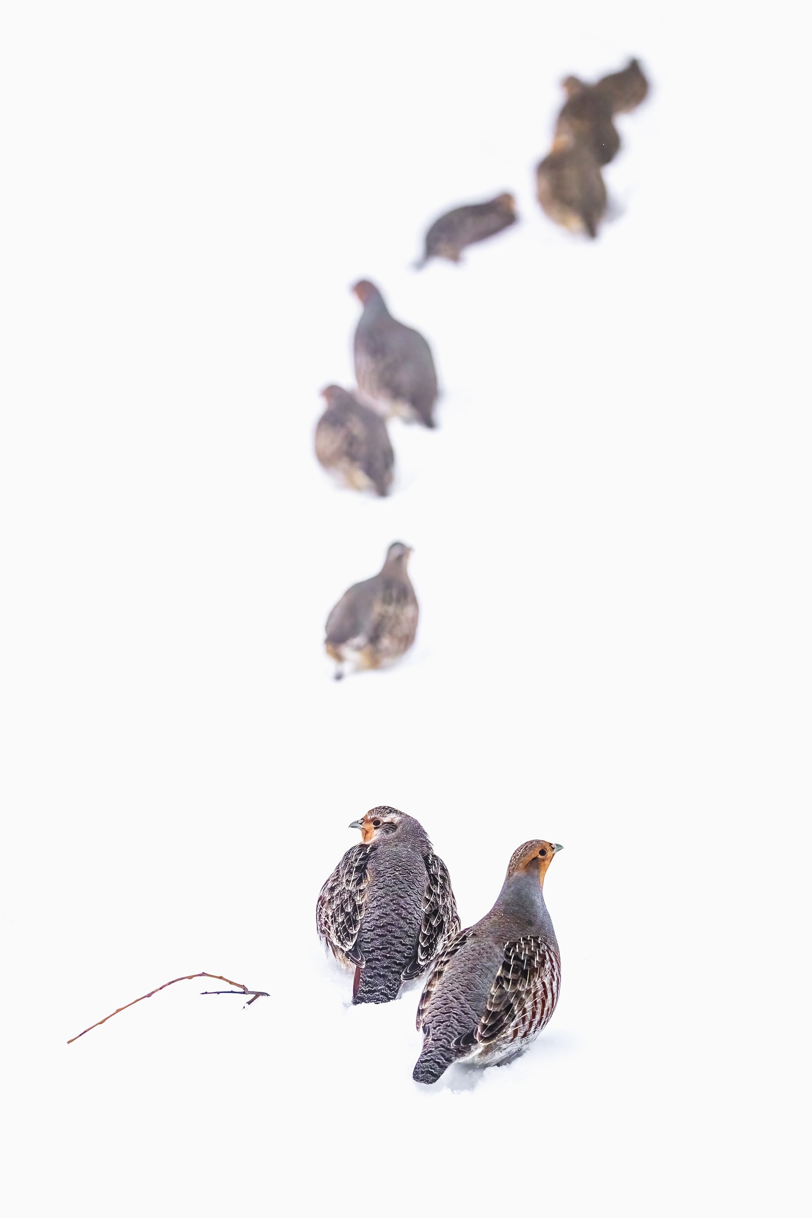 Grey Partridge 011