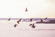 Grey Partridge 012