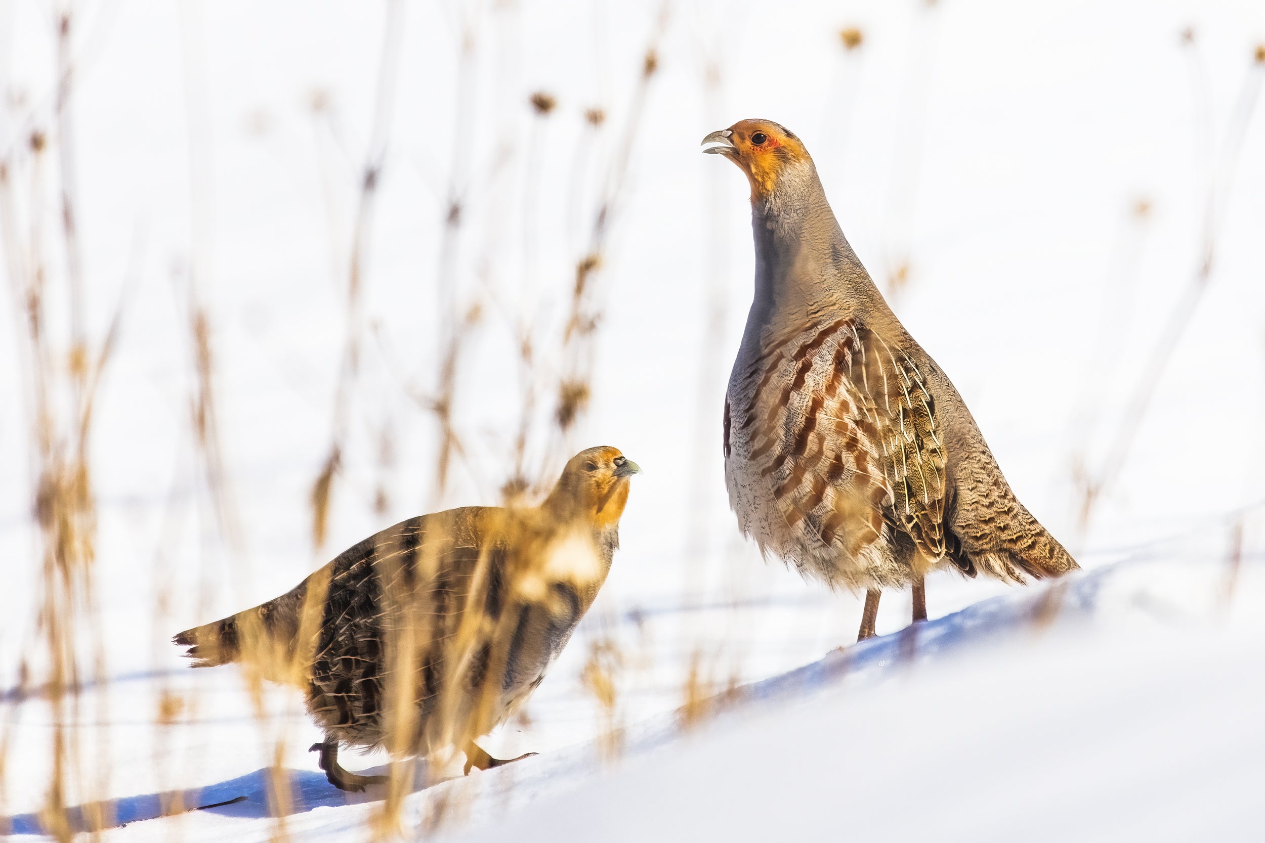 Grey Partridge 013