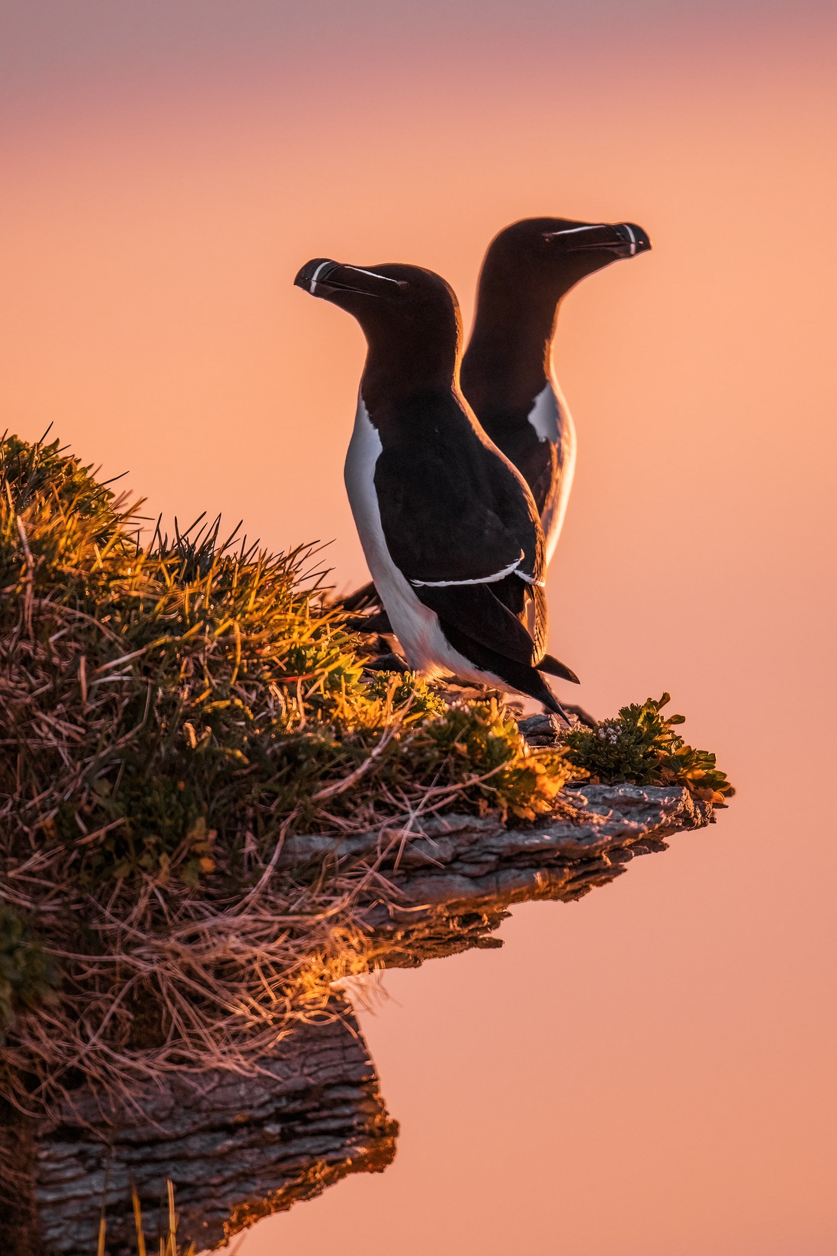 Little Penguin 001