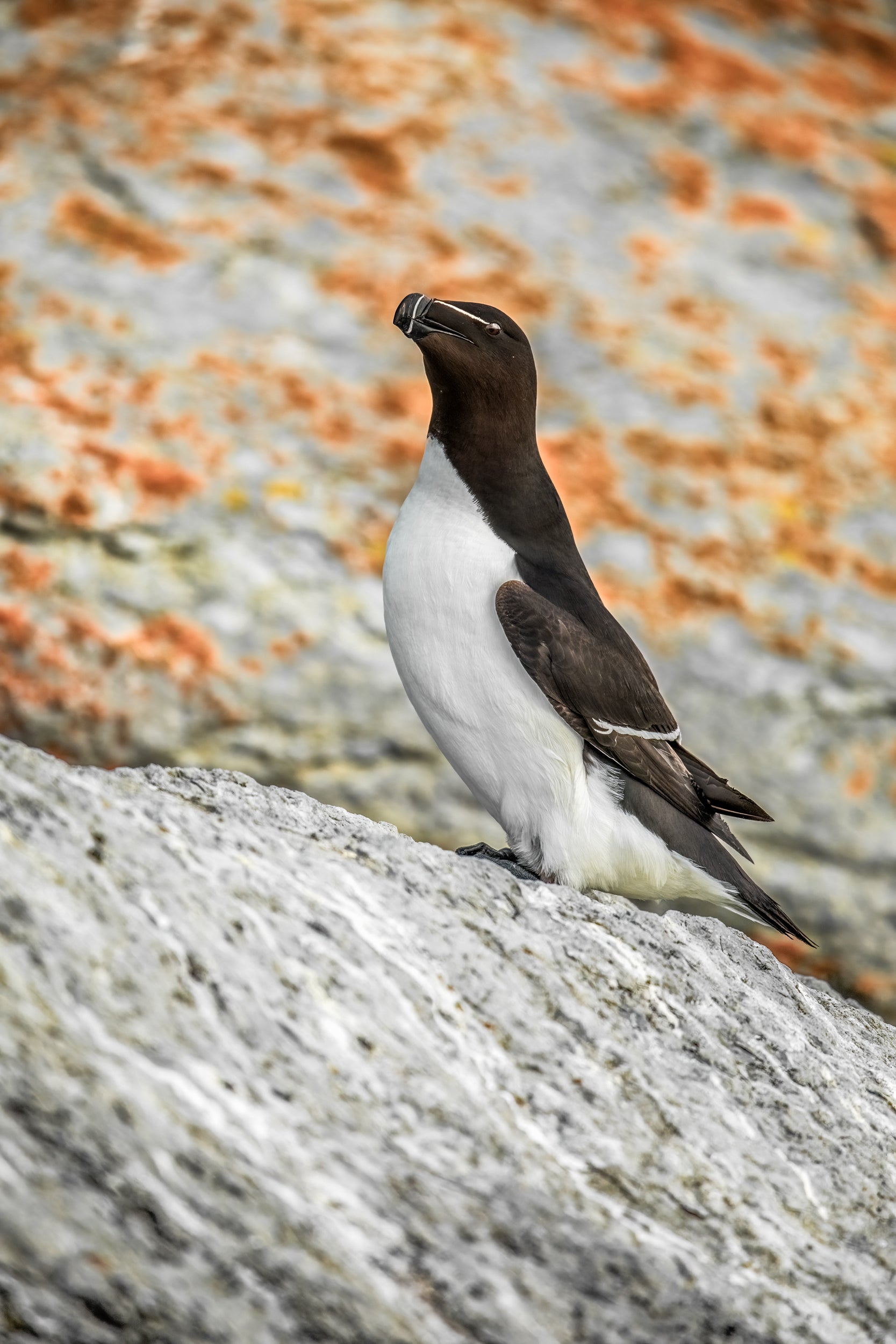Little Penguin 002