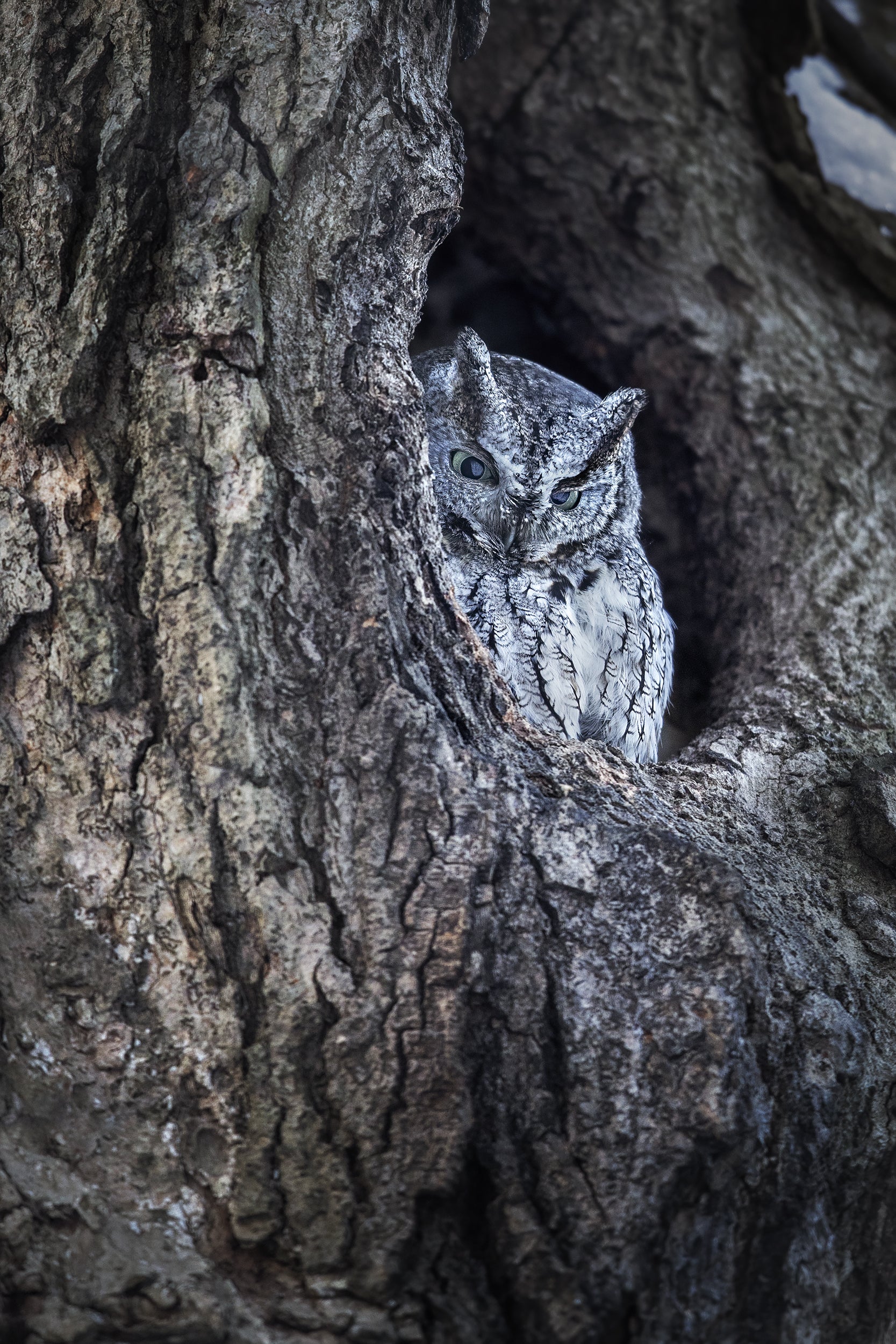 Eastern Screech Owl 001