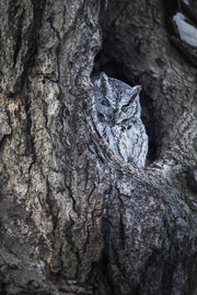 Eastern Screech Owl 001