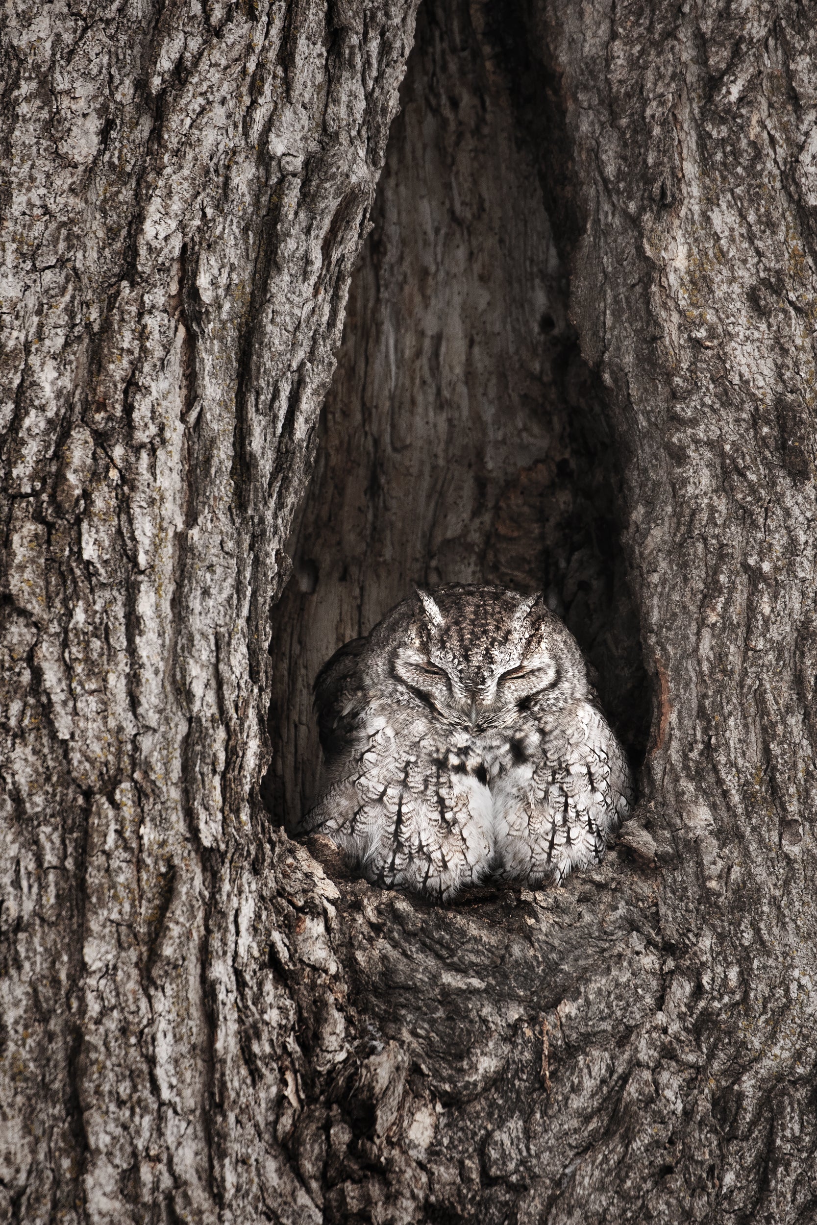 Eastern Screech Owl 002