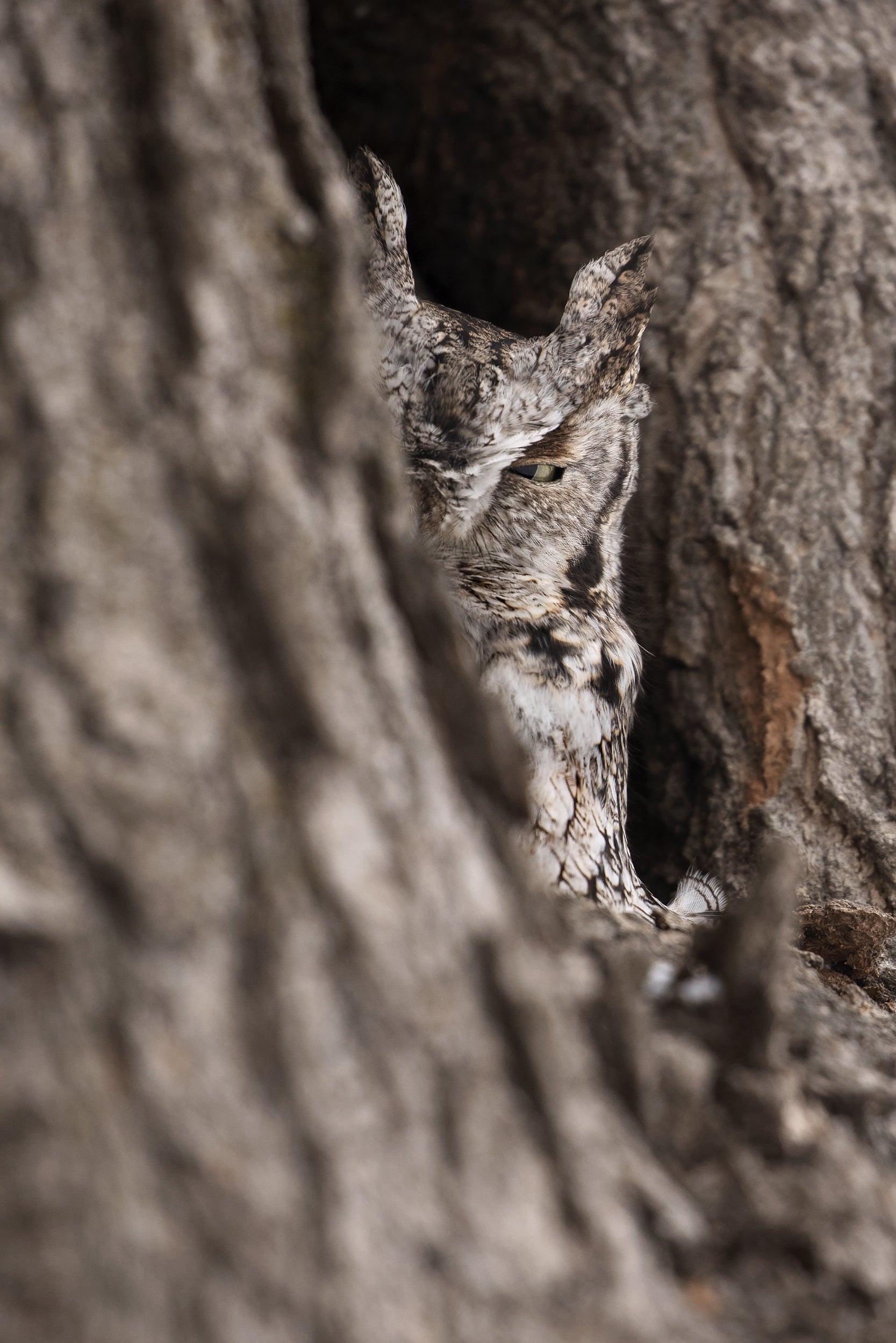 Eastern Screech Owl 003