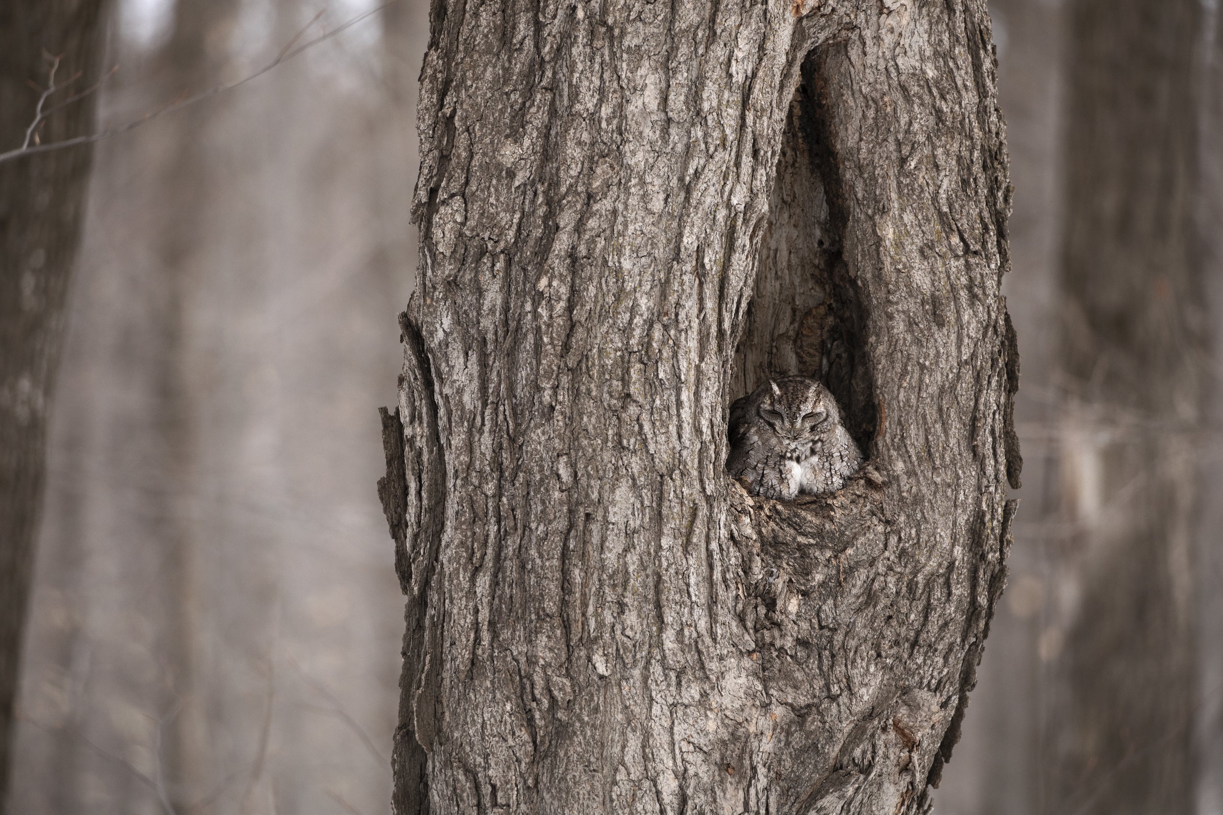 Eastern Screech Owl 004