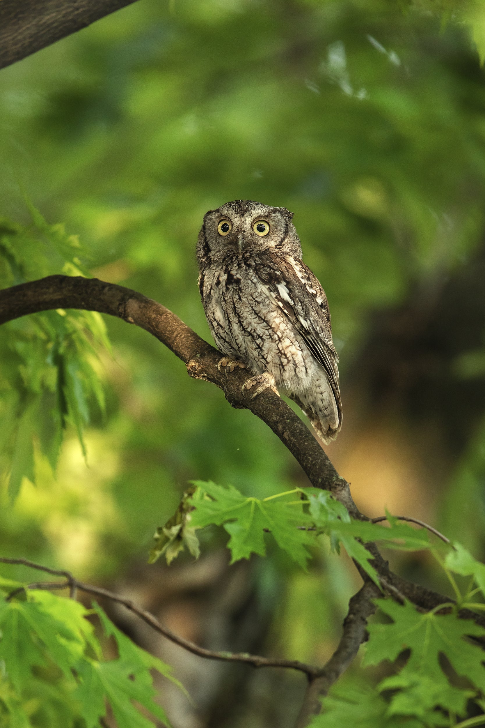 Eastern Screech Owl 006