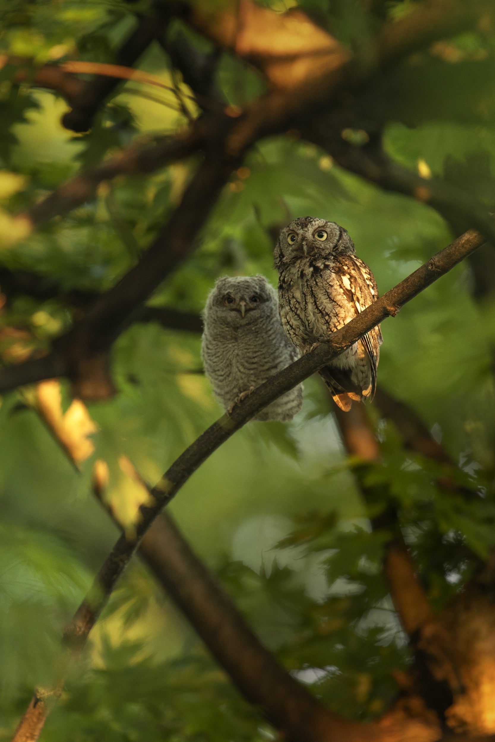 Eastern Screech Owl 007