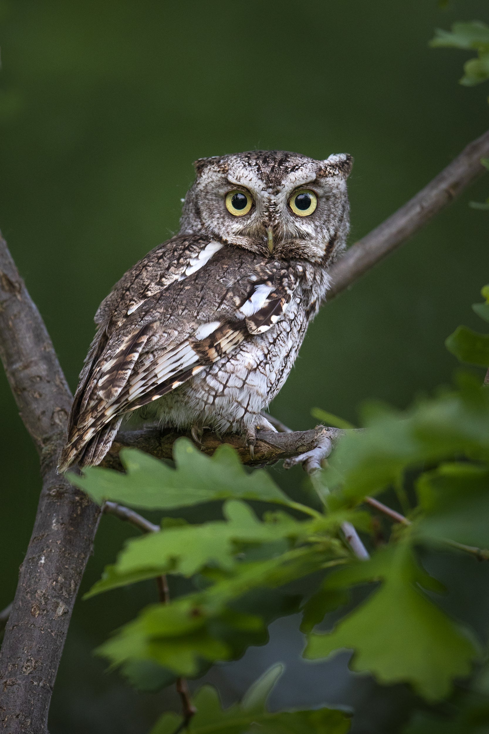 Eastern Screech Owl 008