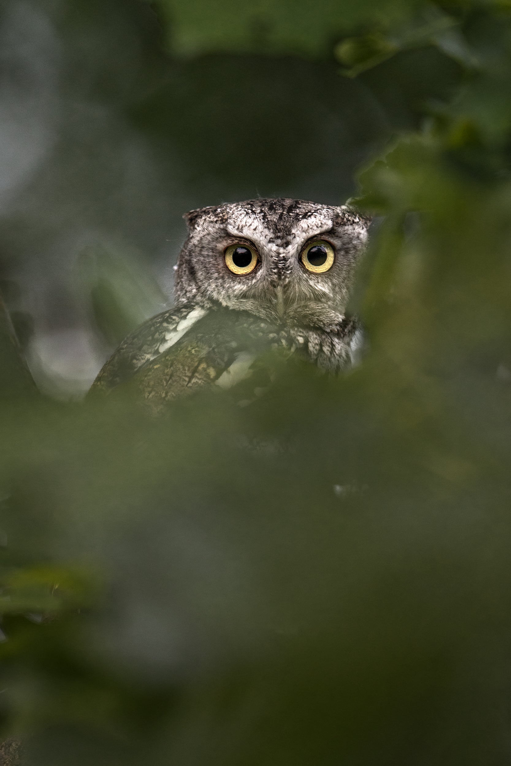 Eastern Screech Owl 009