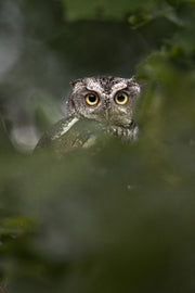 Eastern Screech Owl 009