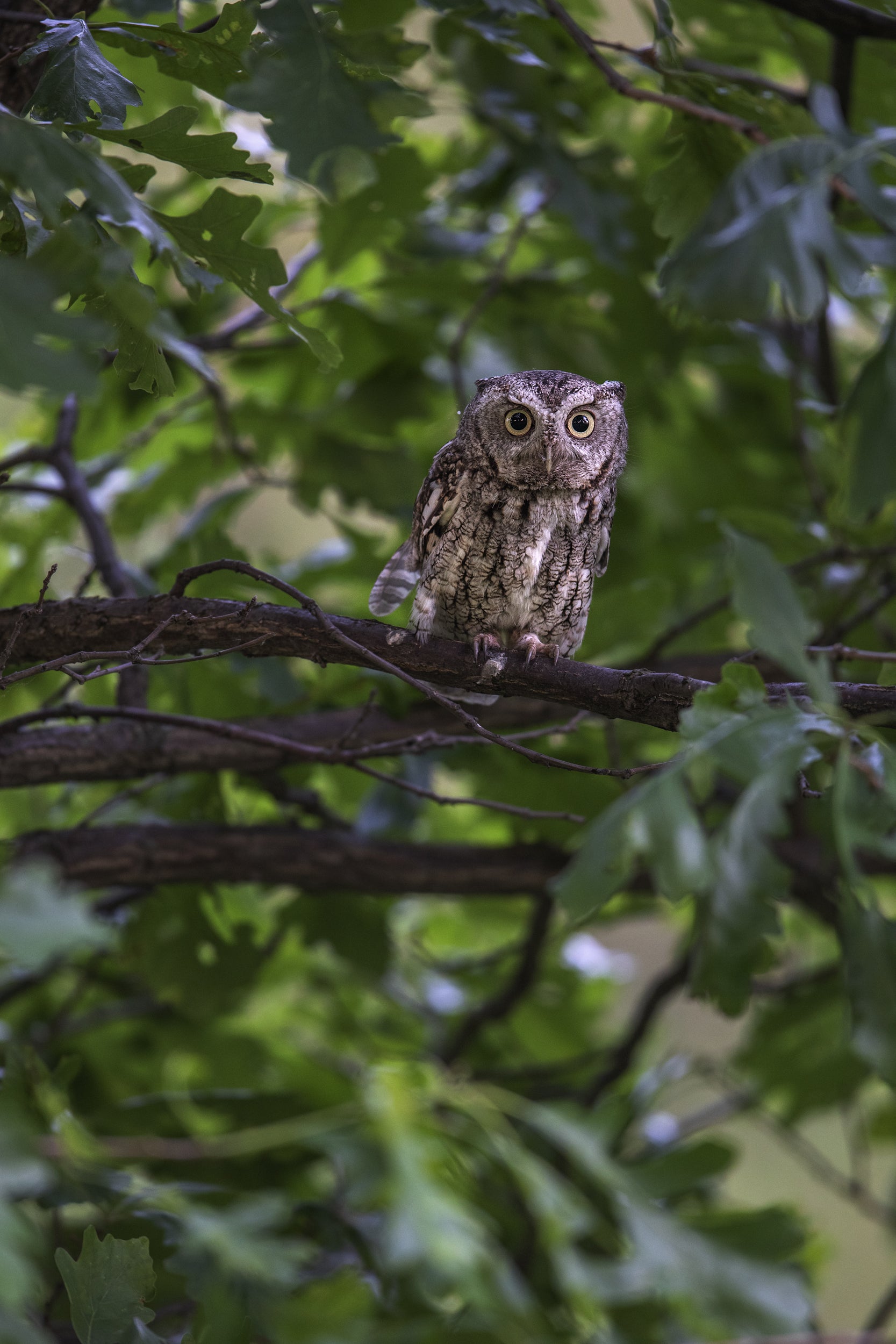 Eastern Screech Owl 010