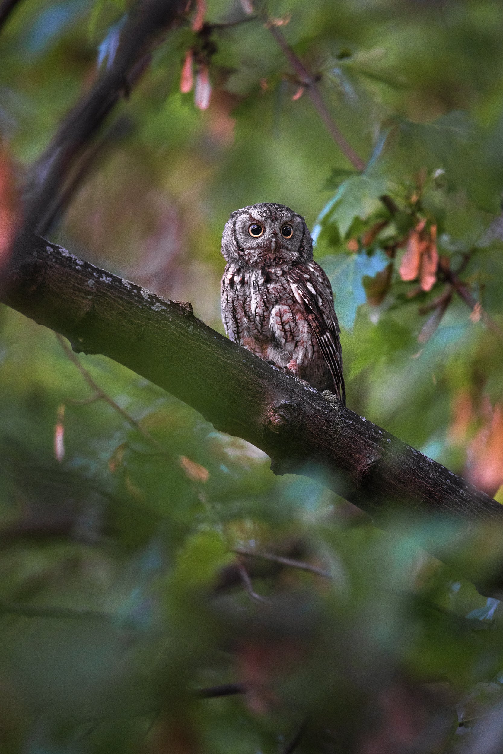 Eastern Screech Owl 011