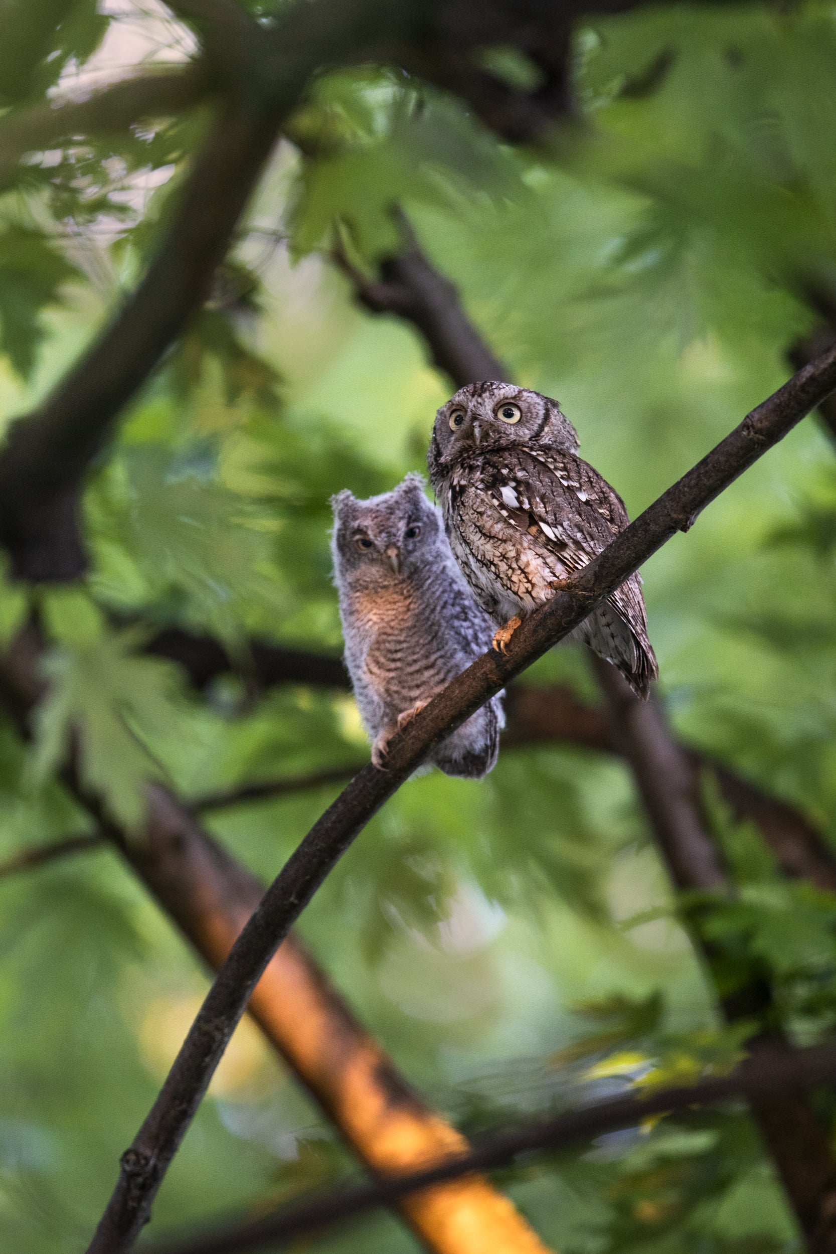 Eastern Screech Owl 012
