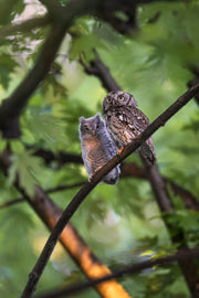 Eastern Screech Owl 012