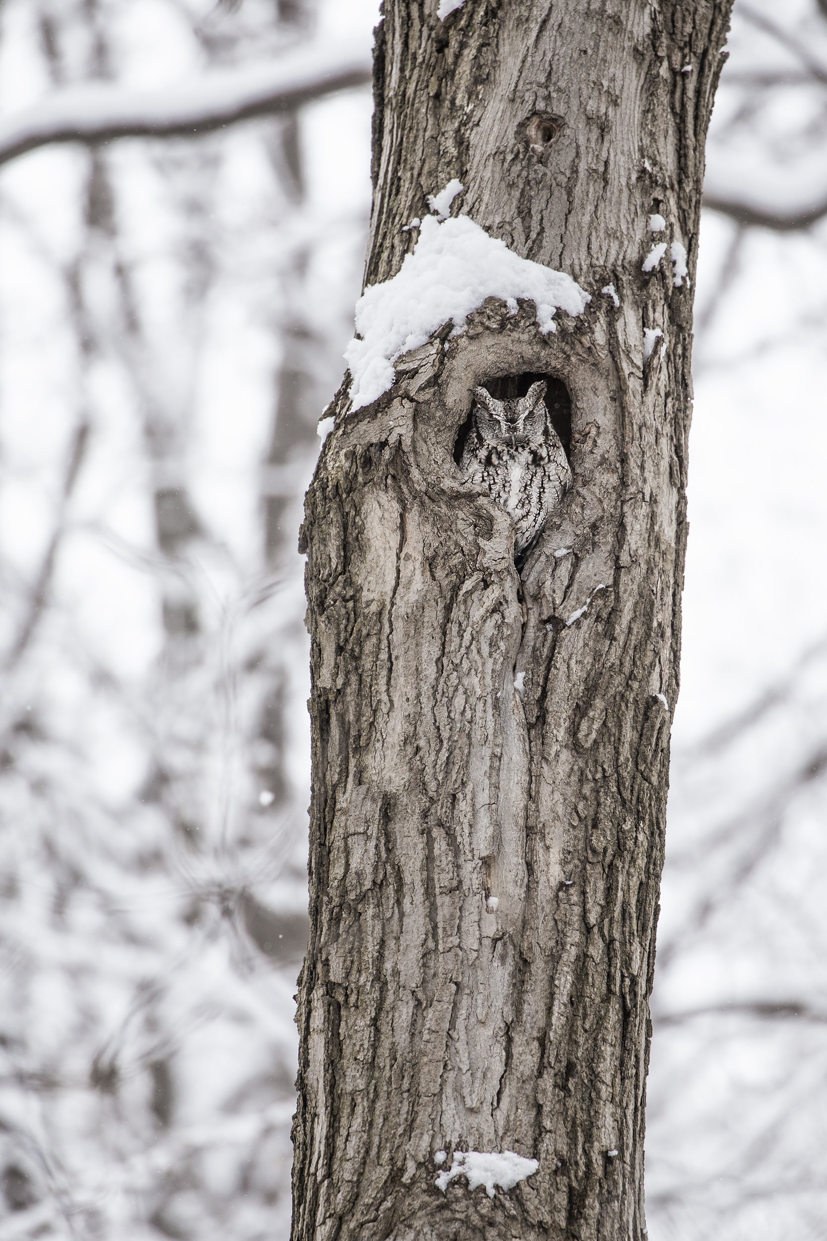 Eastern Screech Owl 013