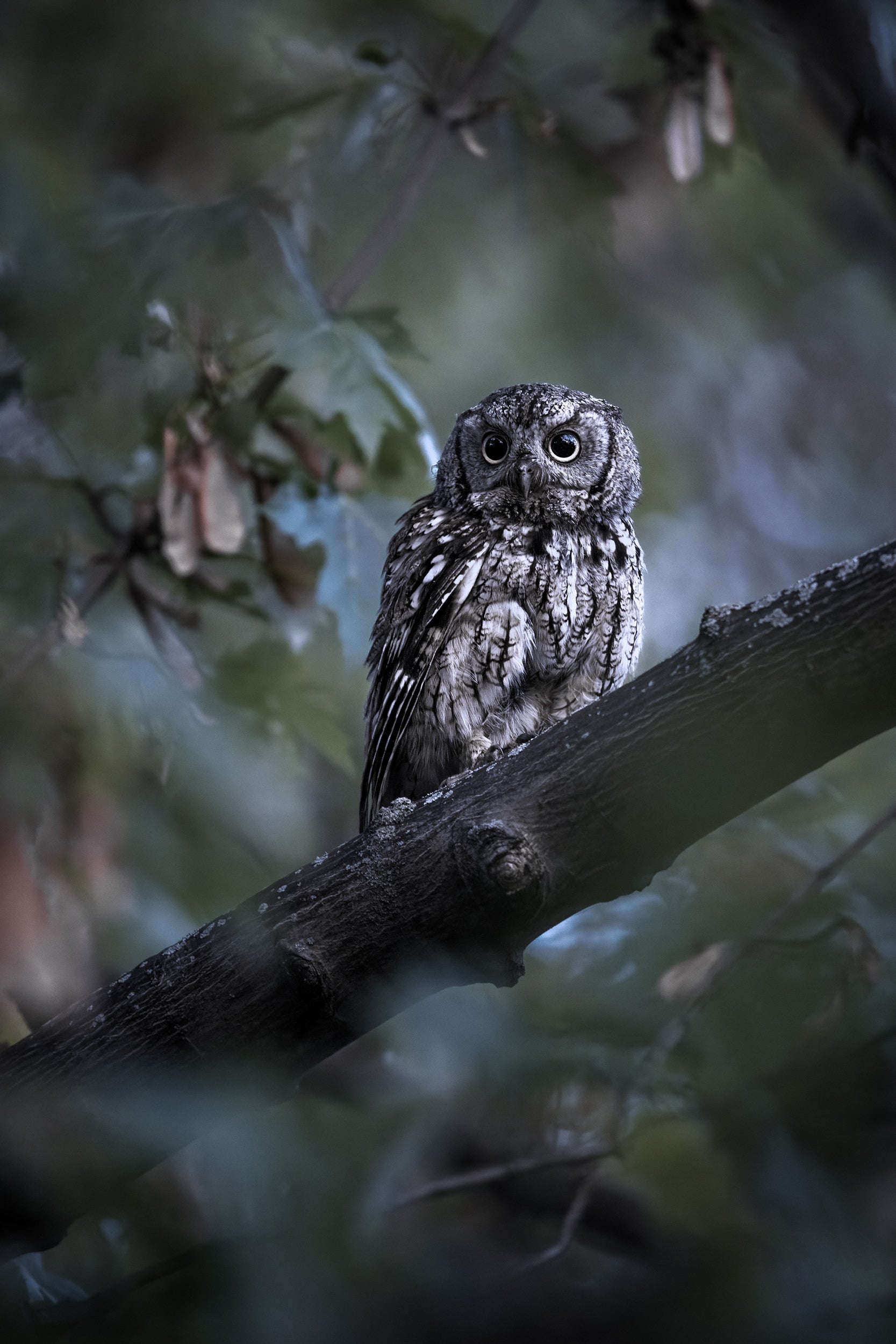 Eastern Screech Owl 014