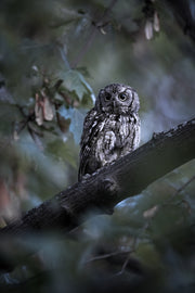 Eastern Screech Owl 014