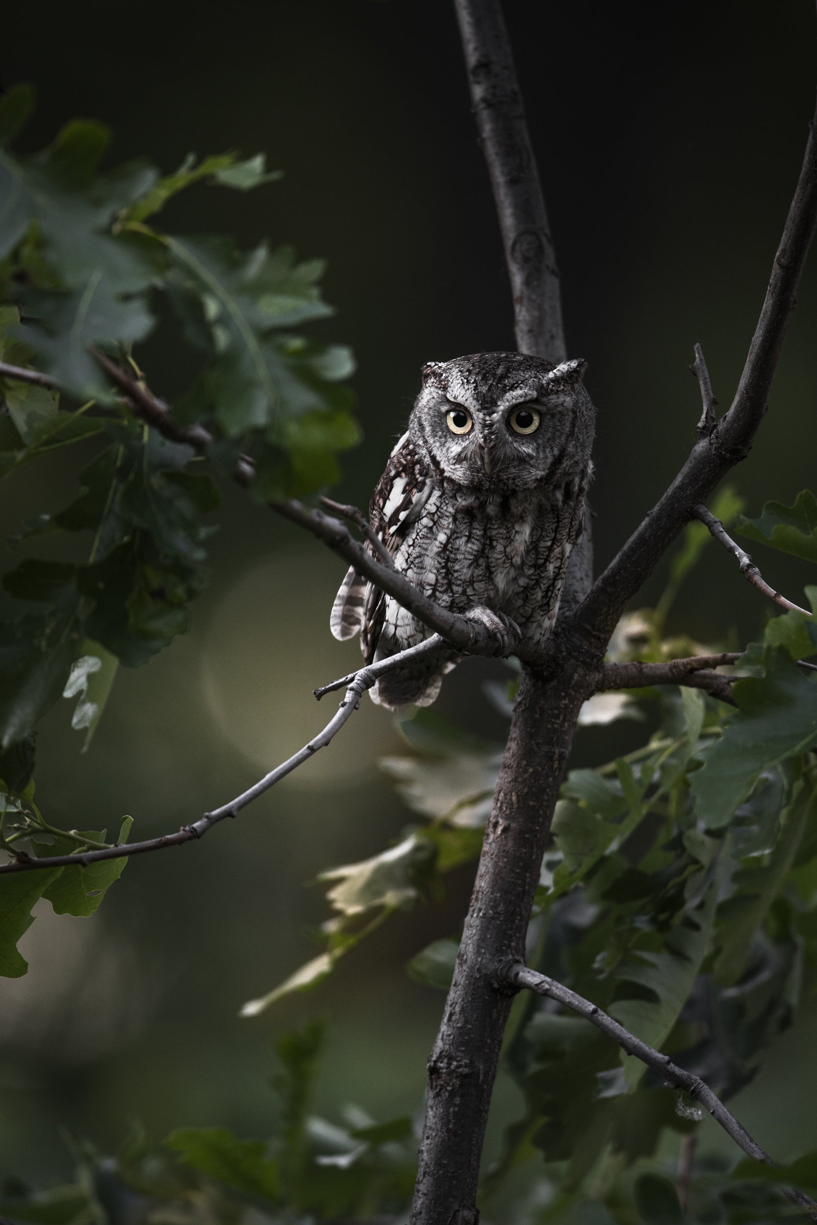 Eastern Screech Owl 015