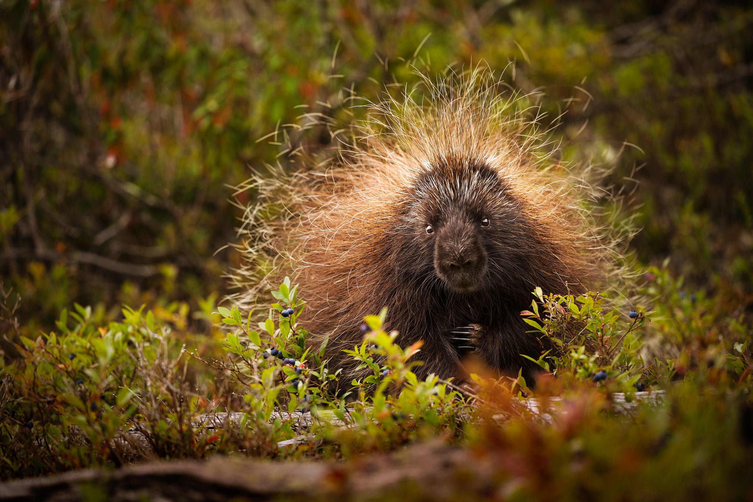 Porcupine 001