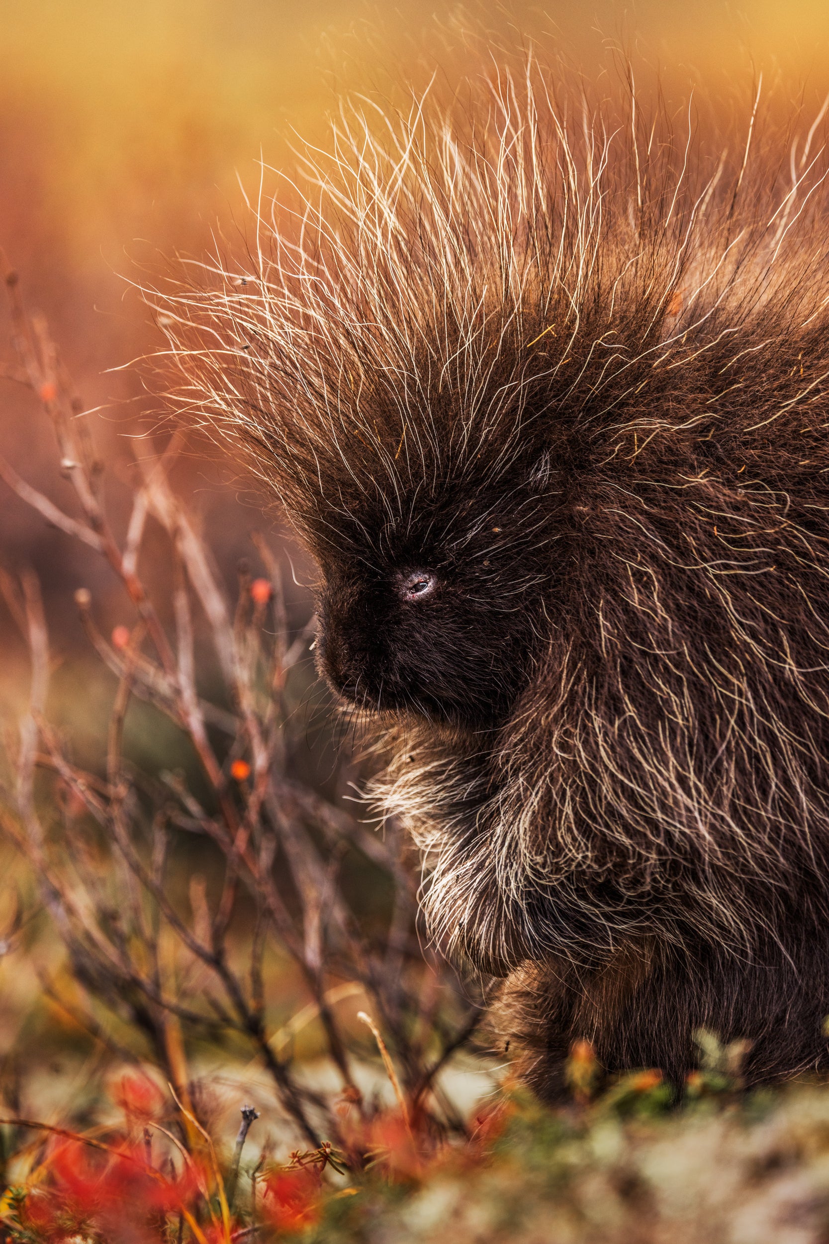 Porcupine 011