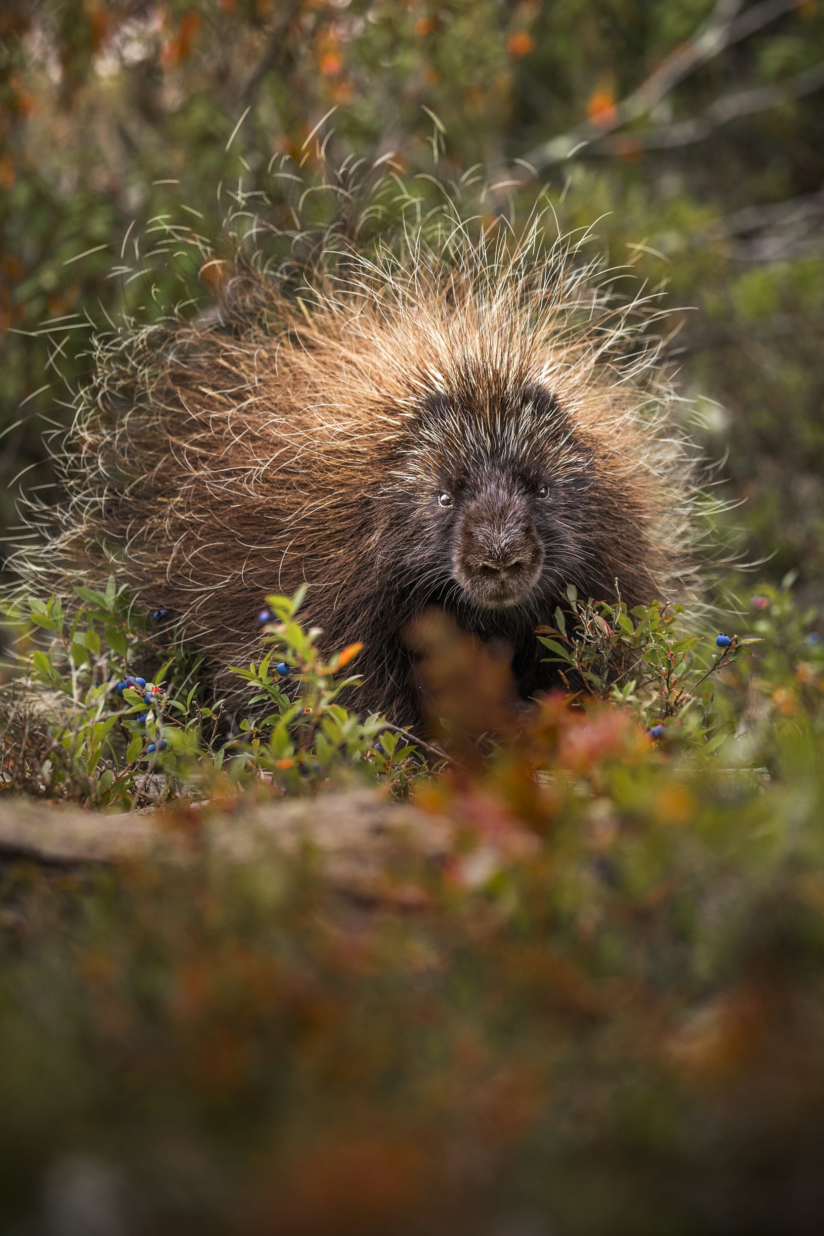 Porcupine 003