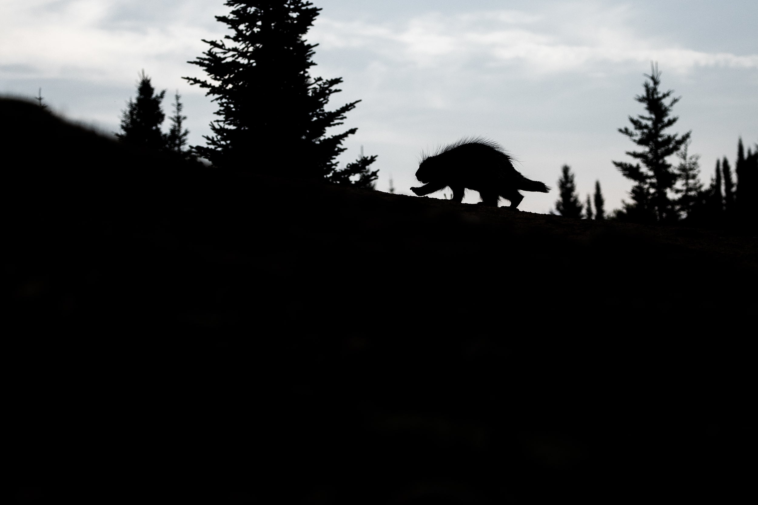 Porcupine 005