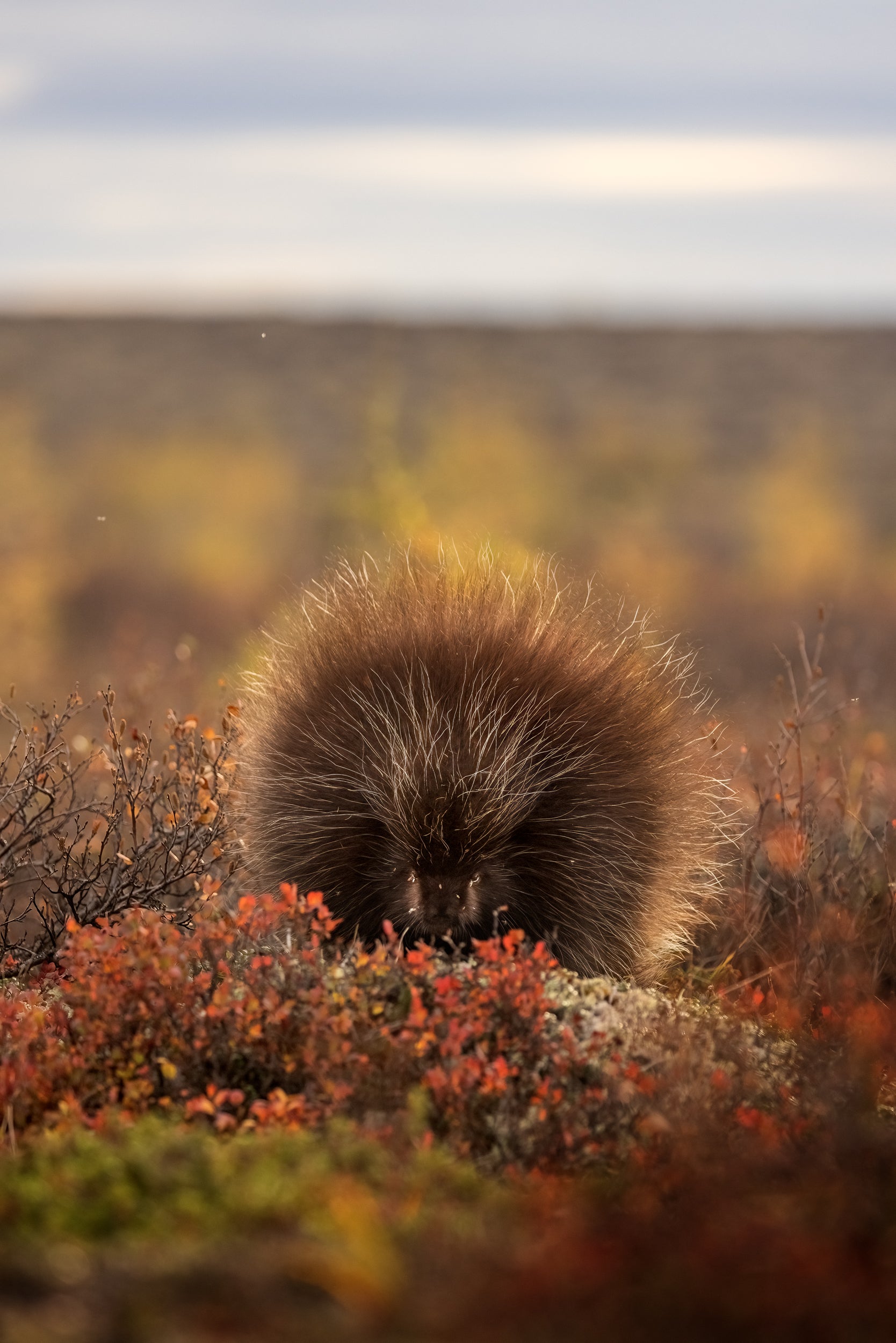 Porcupine 007