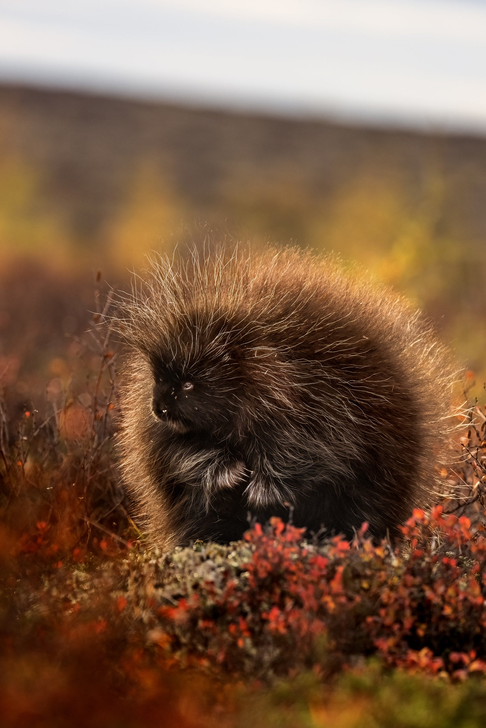 Porcupine 008