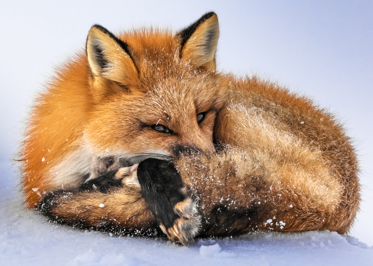 Casse-tête 200 pieces - Sieste du renard