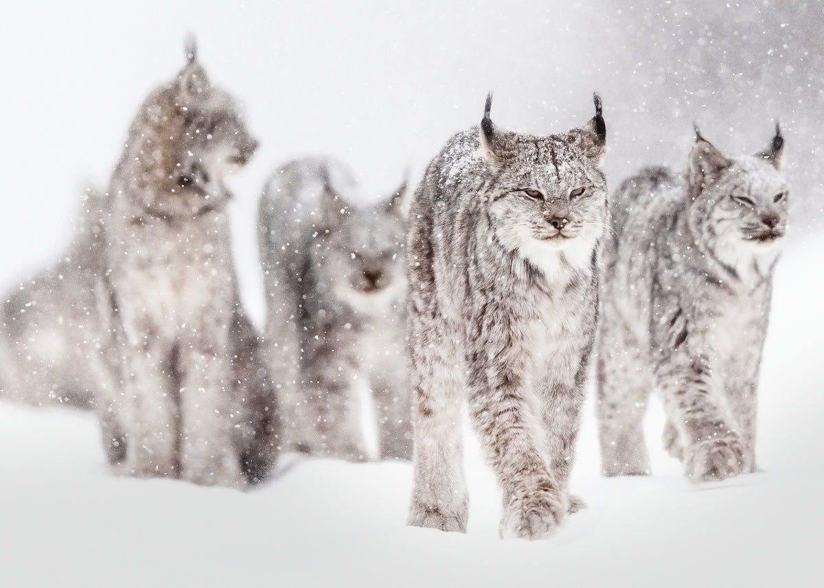 Casse-tête 200 pieces - Lynx en famille