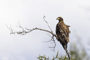 Bald Eagle 004