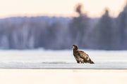 Bald Eagle 005